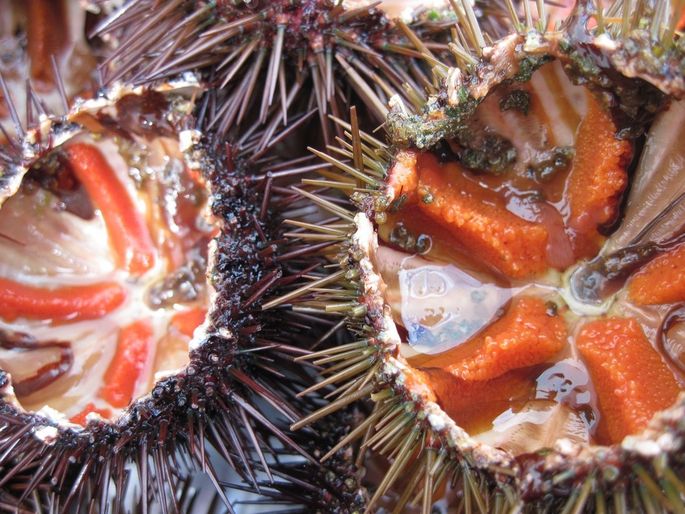 Riccio d’Oro 2016, ad Alghero il premio per il miglior piatto a base di bogamarí